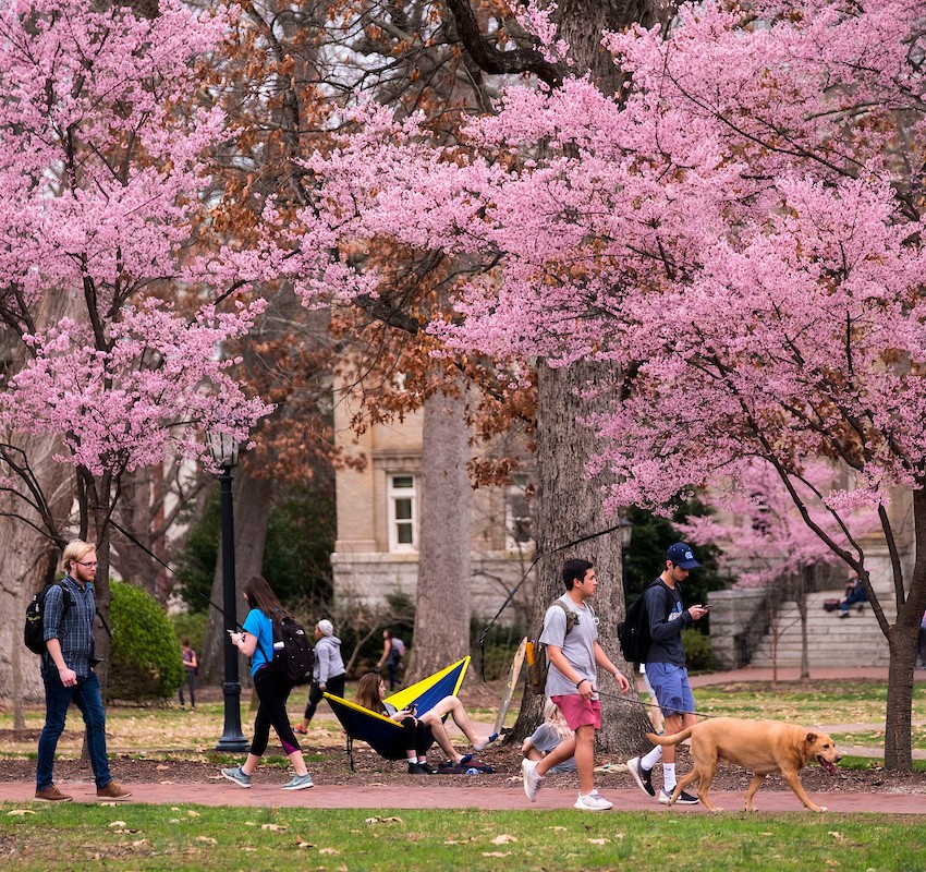 Students walking underneath pink trees on the campus of the University of North Carolina at Chapel Hill on McCorkle Place.